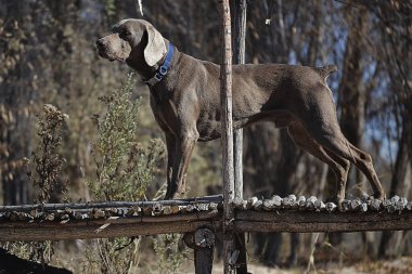 Colorado Nehri Delta Bölgesi 'nde köpek yürüyor.