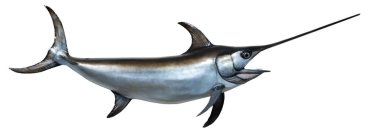 Mounted large silver Swordfish clipart