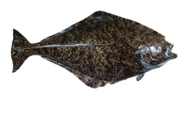 Beyaz bir arka plan üzerinde takılı Halibut