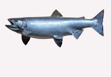 Monte Sockeye somon