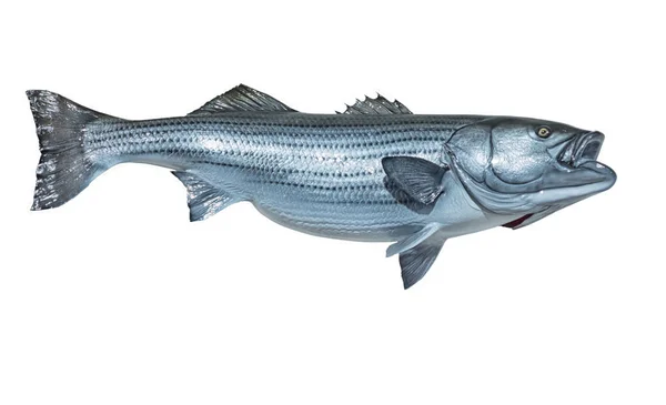 Zamontowany Striped Bass — Zdjęcie stockowe