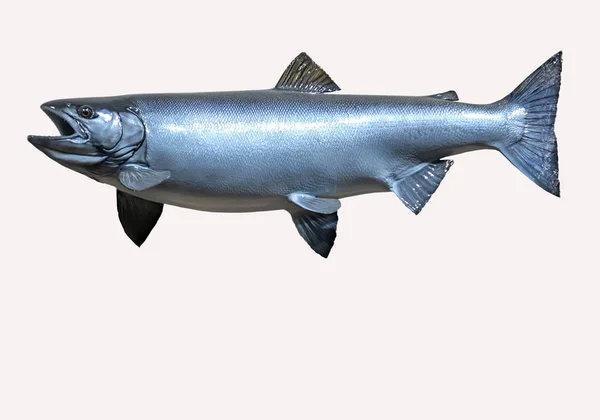 탑재 된 Sockeye 연어 — 스톡 사진