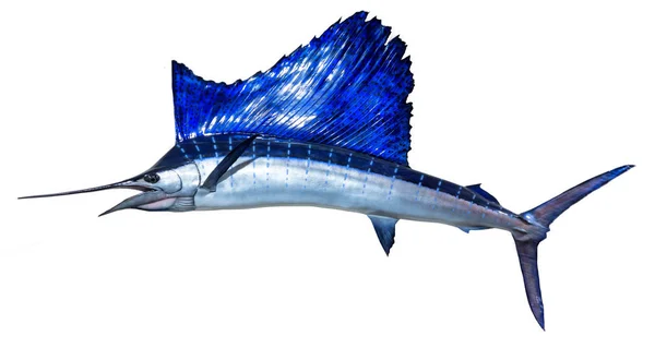 Змонтована вітрильна риба на білому тлі . Ліцензійні Стокові Фото