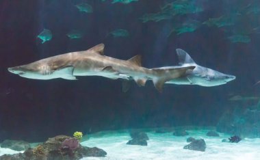 Köpekbalıkları bir hayvanat bahçesi exibit üzerinde.