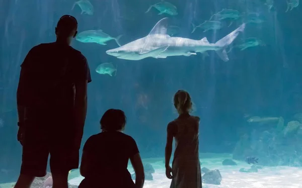 Familj titta på hajar i ett akvarium. Stockbild