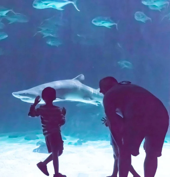 Barn titta på hajar Stockfoto