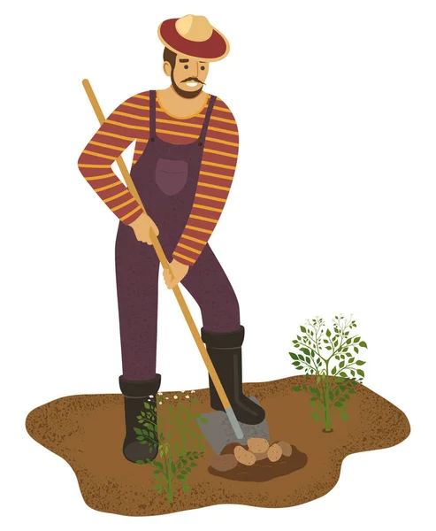Agricultor Com Está Cavar Batata Jardim Ilustração Vetorial — Vetor de Stock