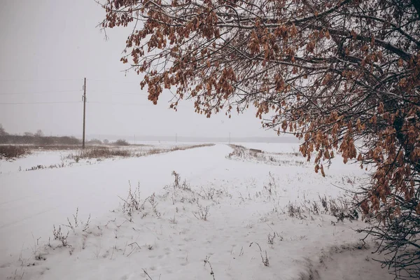Eerste Sneeuw Van Korte Termijn Die Het Gras Bladeren Van — Stockfoto