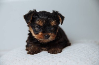 Yekshire teriyerinin küçük köpeği bir çayırda yatıyor.