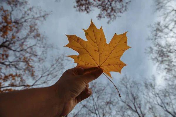 maple leaf in hand against the sky