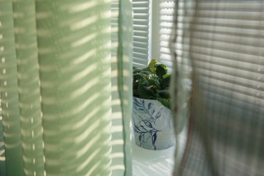 Yeşil perdelerin arasında, menekşeli bir çiçek görünür. Çömlek pencere pervazında. Bütün fotoğraf külüstürden gelen çizgili güneş ışığıyla dolu. İlkbahar.