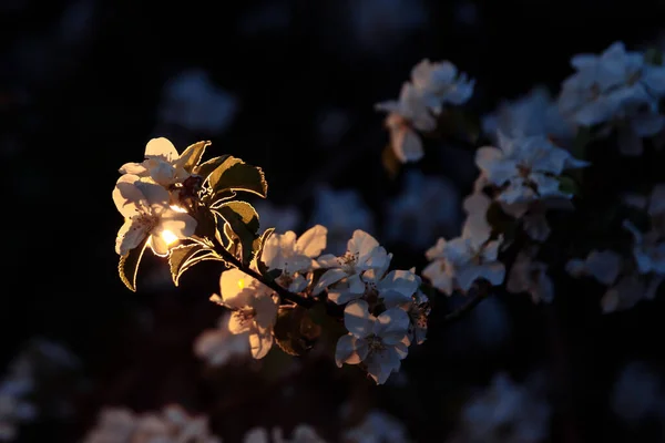 Blooming branch of an Apple tree at dusk. The white Flower is illuminated by a warm contour light. — Stock Photo, Image