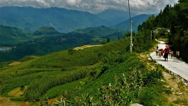 Campos Arroz Montaña Vietnam Landscape —  Fotos de Stock