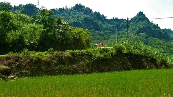 Krajina Severního Vietnamu Hory Rýžová Pole — Stock fotografie