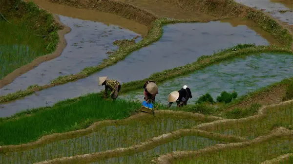 Kuzey Vietnam manzarası, dağlar, pirinç tarlaları.. 