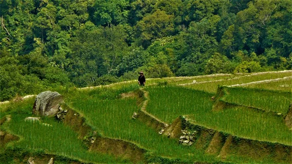 Kuzey Vietnam manzarası, dağlar, pirinç tarlaları.. 