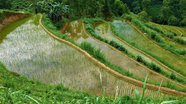 Kuzey Vietnam manzarası, dağlar, pirinç tarlaları.. 