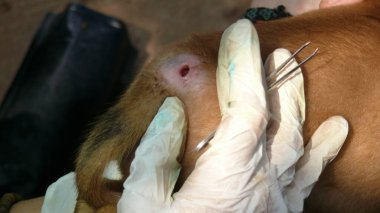 Bir parazit tarafından yaratılan köpeğin derisindeki yara tedavi ediliyor. 