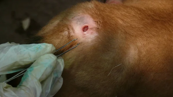Bir parazit tarafından yaratılan köpeğin derisindeki yara tedavi ediliyor. 