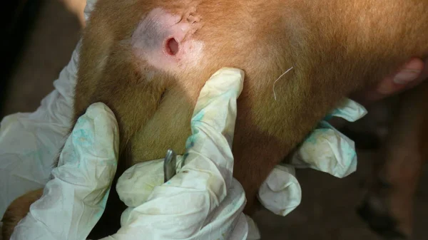 Bir parazit tarafından yaratılan köpeğin derisindeki yara tedavi ediliyor. 