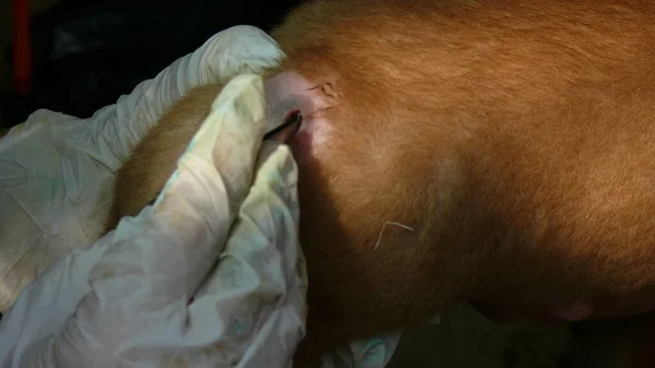 Wound Skin Dog Created Internal Parasite Being Treated — Stock Photo, Image