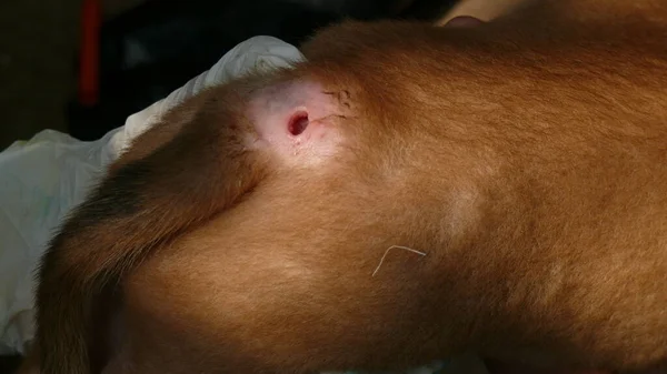 Bir parazit tarafından yaratılan köpeğin derisindeki yara tedavi ediliyor. 