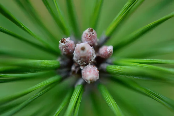 Pine Cone Branch — Stock Photo, Image