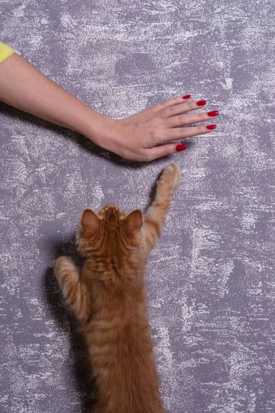cat and hand on purple background
