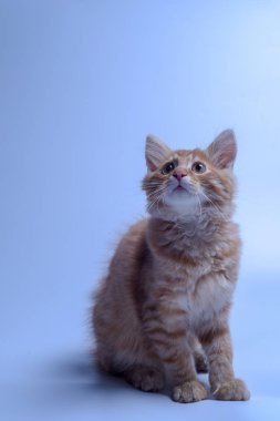 Beyaz arkaplanda kırmızı kedi