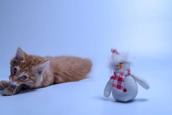 장난감 과놀고 고양이 — 스톡 사진