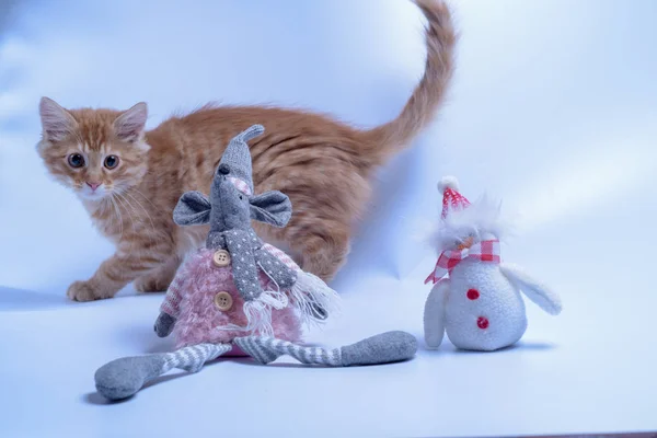 red cat and toy rat with snowman