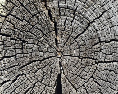 Büyük yuvarlak bir ahşap parçası, çatlaklardan ve ahşap halkalardan oluşmuş bir desen. Bir ağaç gövdesinin ayrıntılı organik yüzeyi.