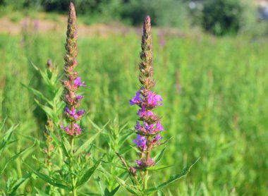İvan çayının açtığı pembe ateş otu çiçekleri. Ateş otu söğüt çayından pembe çiçekler. Yumuşak odak.