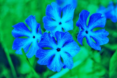 Erken bahar çiçekleri yeşil yaprakların arka planında mavidir. Kapat. seçici odak