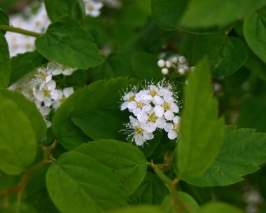 Bahar çiçekleri yeşil yapraklı küçük beyaz çiçeklerle çiçek açıyor. arkaplan yumuşak odağı.
