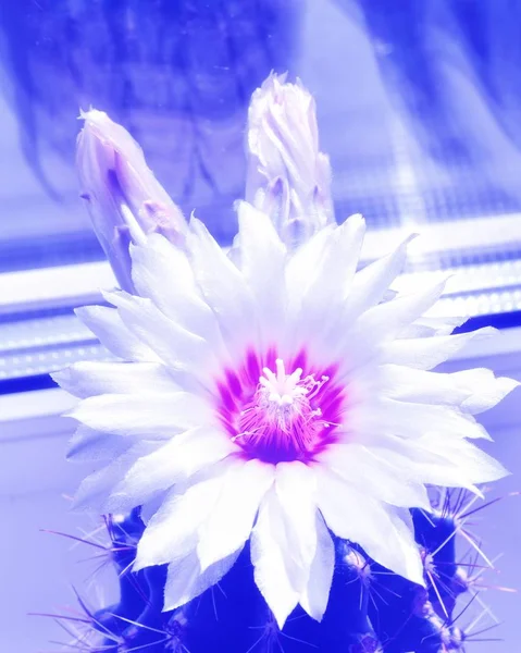 One White Blooming Cactus Flower Red Seedling Windowsill Close — Stock Photo, Image