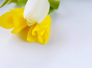 Üç lale ve anneler günü kavramına sahip soyut pastel arka plan, sevgililer günü, doğum günü, bahar çiçekleri. Açık arkaplan, iki sarı ve bir beyaz tblanc, yazıtlar için bir yer. seçici odak.