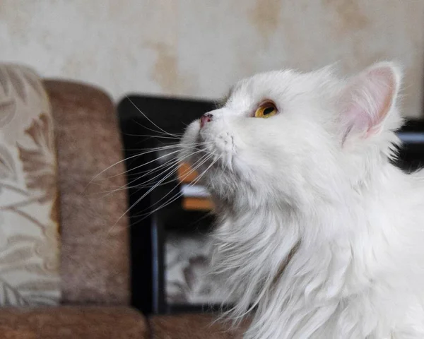 Retrato Close Gato Branco Que Senta Sofá Brilhante Casa Foco — Fotografia de Stock