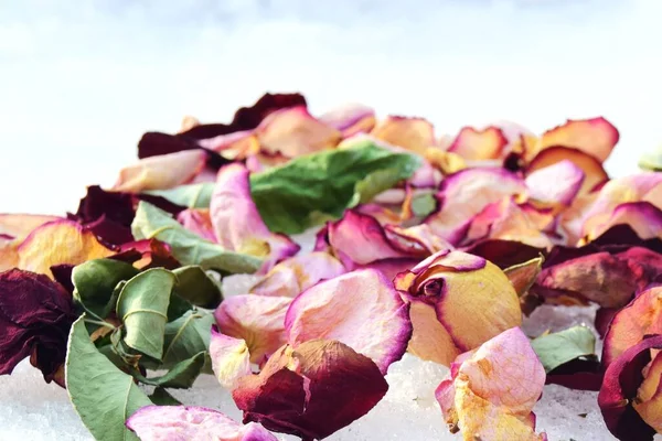 Ζυμαρικά Χρωματιστά Τριαντάφυλλα Μαραμένα Στο Χιόνι Διάσπαρτα Πέταλα Κοντινό Πλάνο — Φωτογραφία Αρχείου