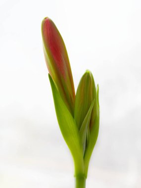 Adım adım bir Hippeastrum çiçeğinin çiçek açma süreci