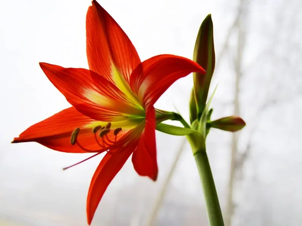 Adım adım bir Hippeastrum çiçeğinin çiçek açma süreci