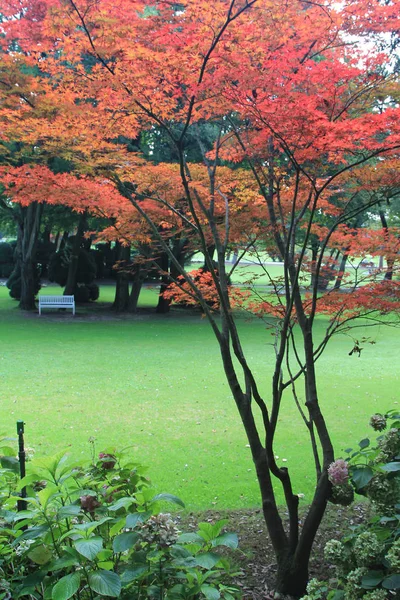 Güzel Japon akçaağaçlarıyla dolu bir park bahçesinde yaz manzarası.
