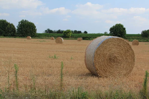 Rolled hay on the field in a summer day