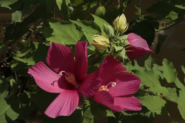 Yeşil yapraklı arka planda üç güzel leylak Hibiscus furcellatus çiçeği