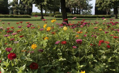 Güzel ağaçlar ve çiçek açan çiçeklerle park bahçesinin yaz manzarası