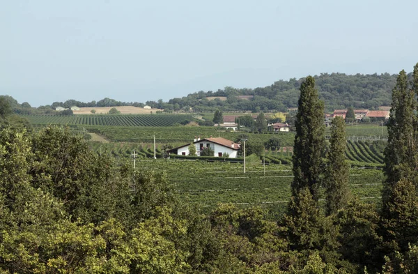 Yazın kırsal alanda evler, yollar ve ağaçlar var.