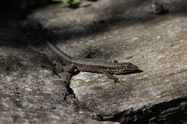 Gri taş arka planda gri kertenkele 