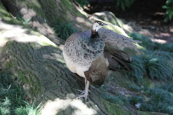 Bahçedeki tavus kuşu 