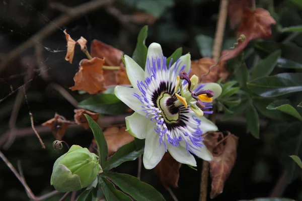 Ormandaki güzel Passiflora çiçeği