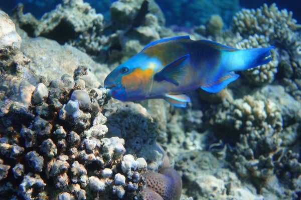 Parrotfish In The Ocean. Colorful Tropical Fish In The Sea.